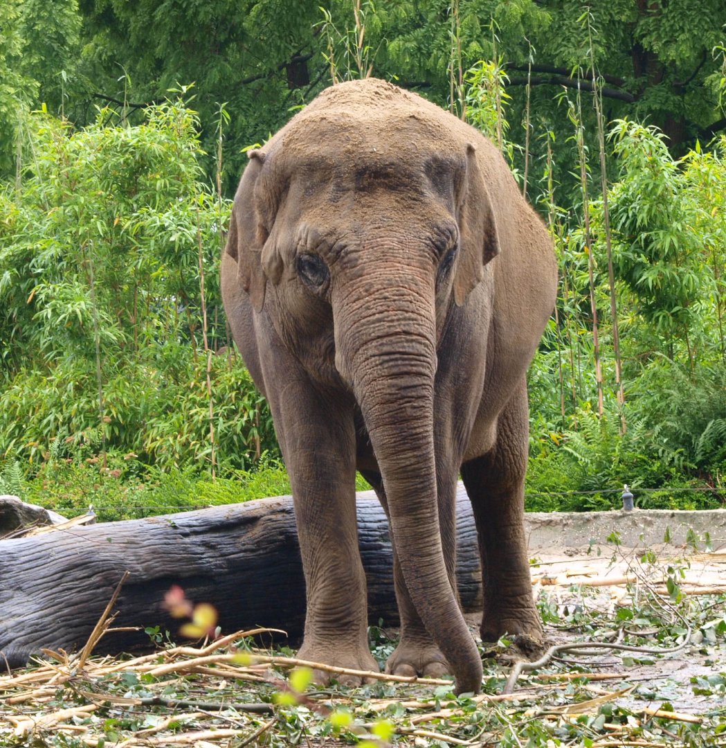 Asian elephant (Elephas maximus), 2015-07-19