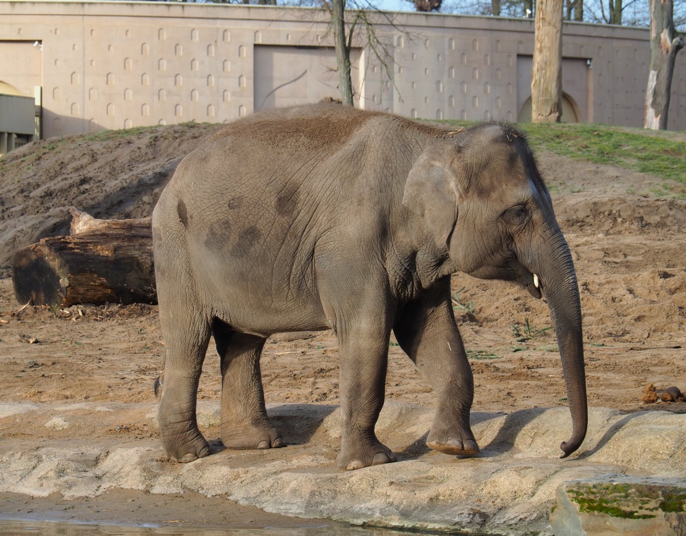 Asian elephant (Elephas maximus), 2020-01-11