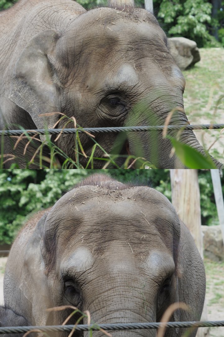 Asian elephant (Elephas maximus), 2020-05-23
