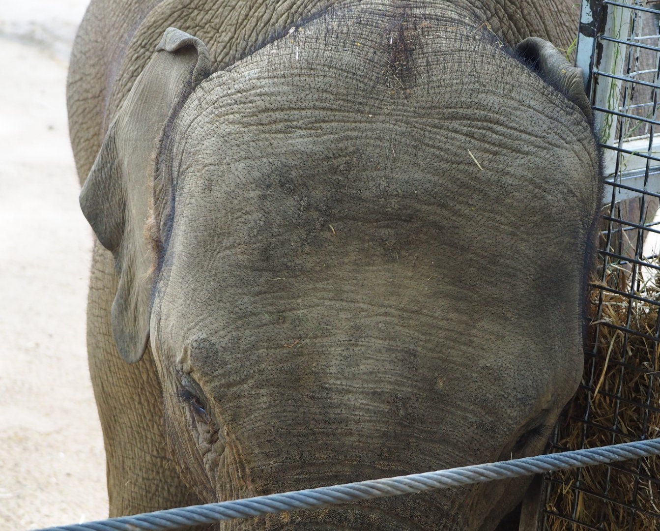 Asian elephant (Elephas maximus), 2020-06-28