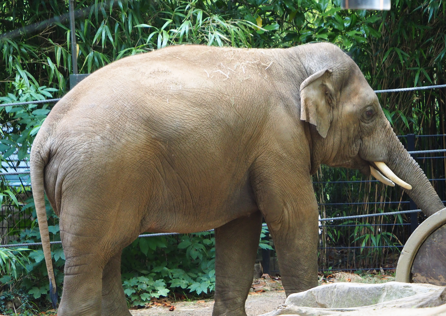 Asian elephant (Elephas maximus), 2020-06-28