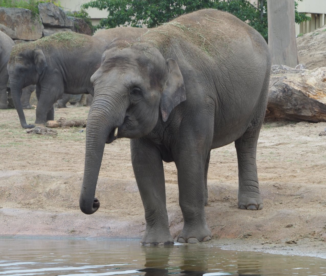 Asian elephant (Elephas maximus), 2020-07-14