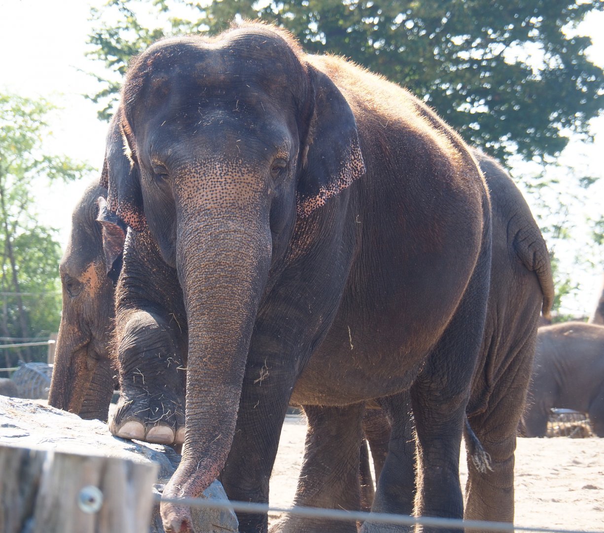 Asian elephant (Elephas maximus), 2020-09-02