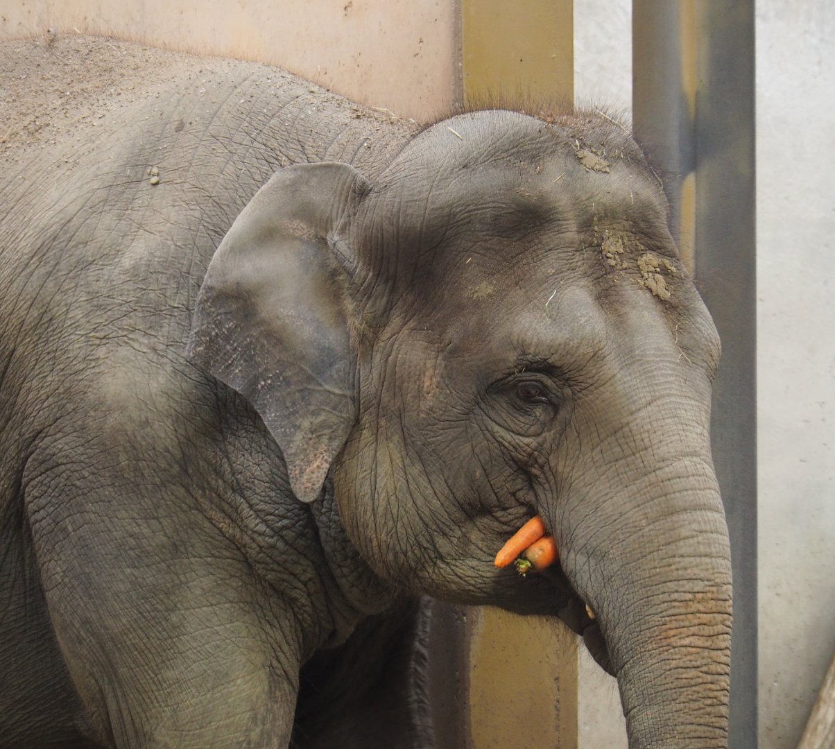 Asian elephant (Elephas maximus), 2020-09-16