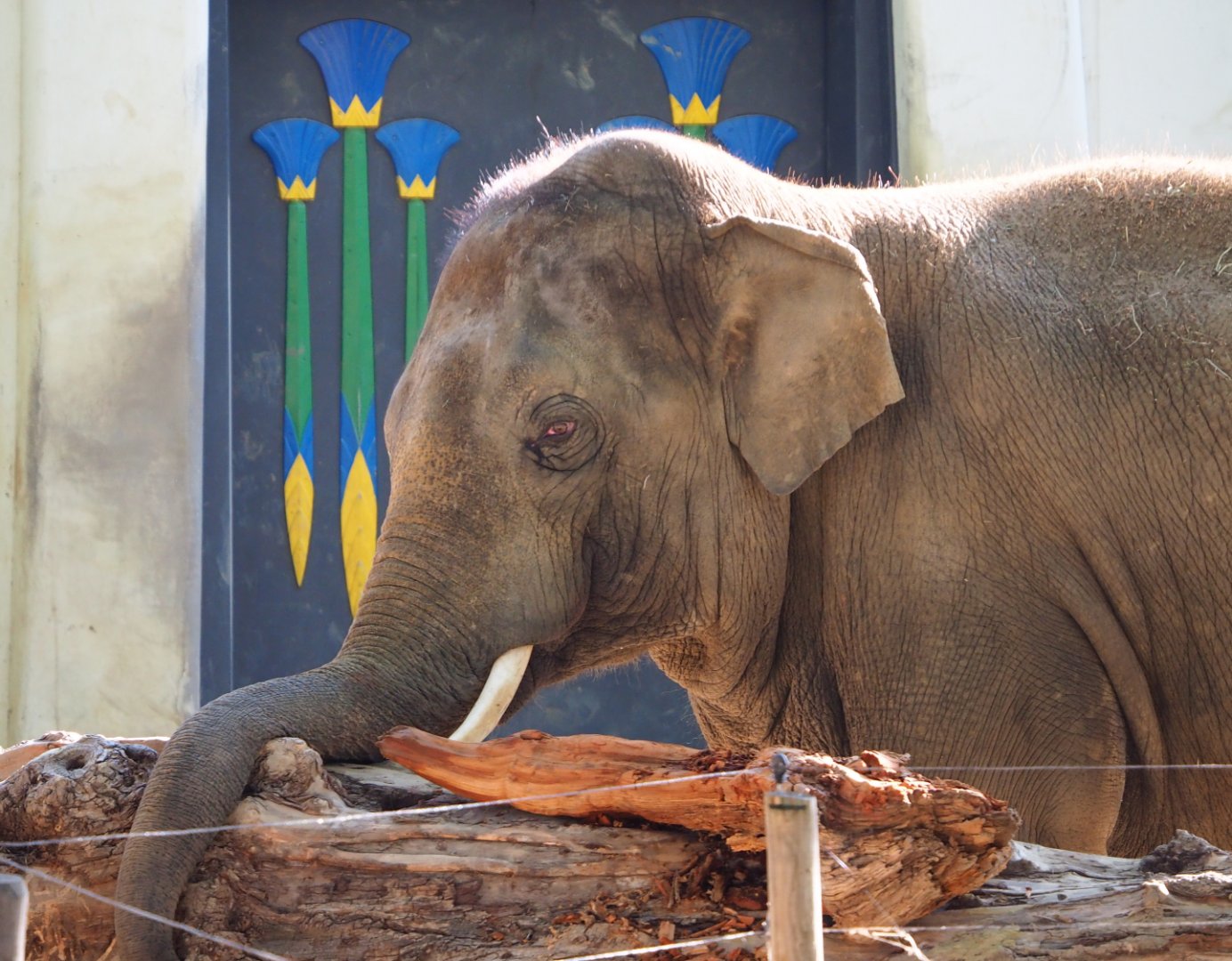 Asian elephant (Elephas maximus), 2020-09-20
