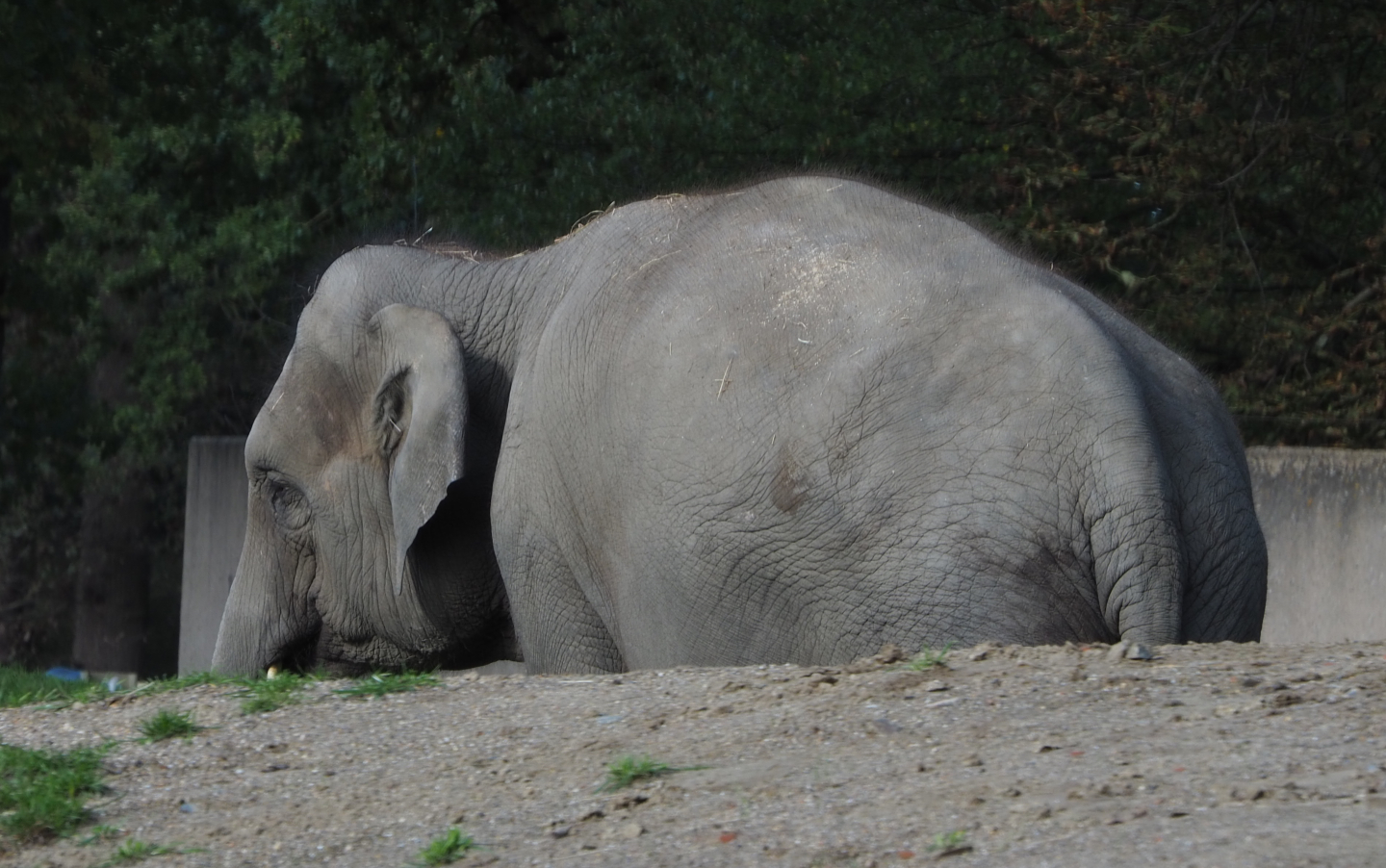 Asian elephant (Elephas maximus), 2020-10-10