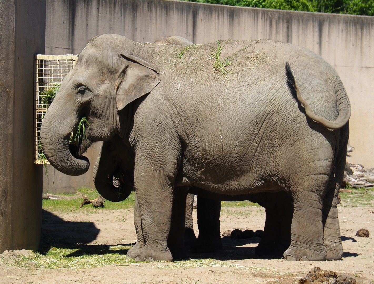 Asian elephant (Elephas maximus), 2021-06-01