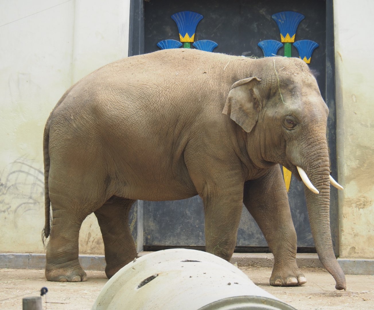 Asian elephant (Elephas maximus), 2021-06-12