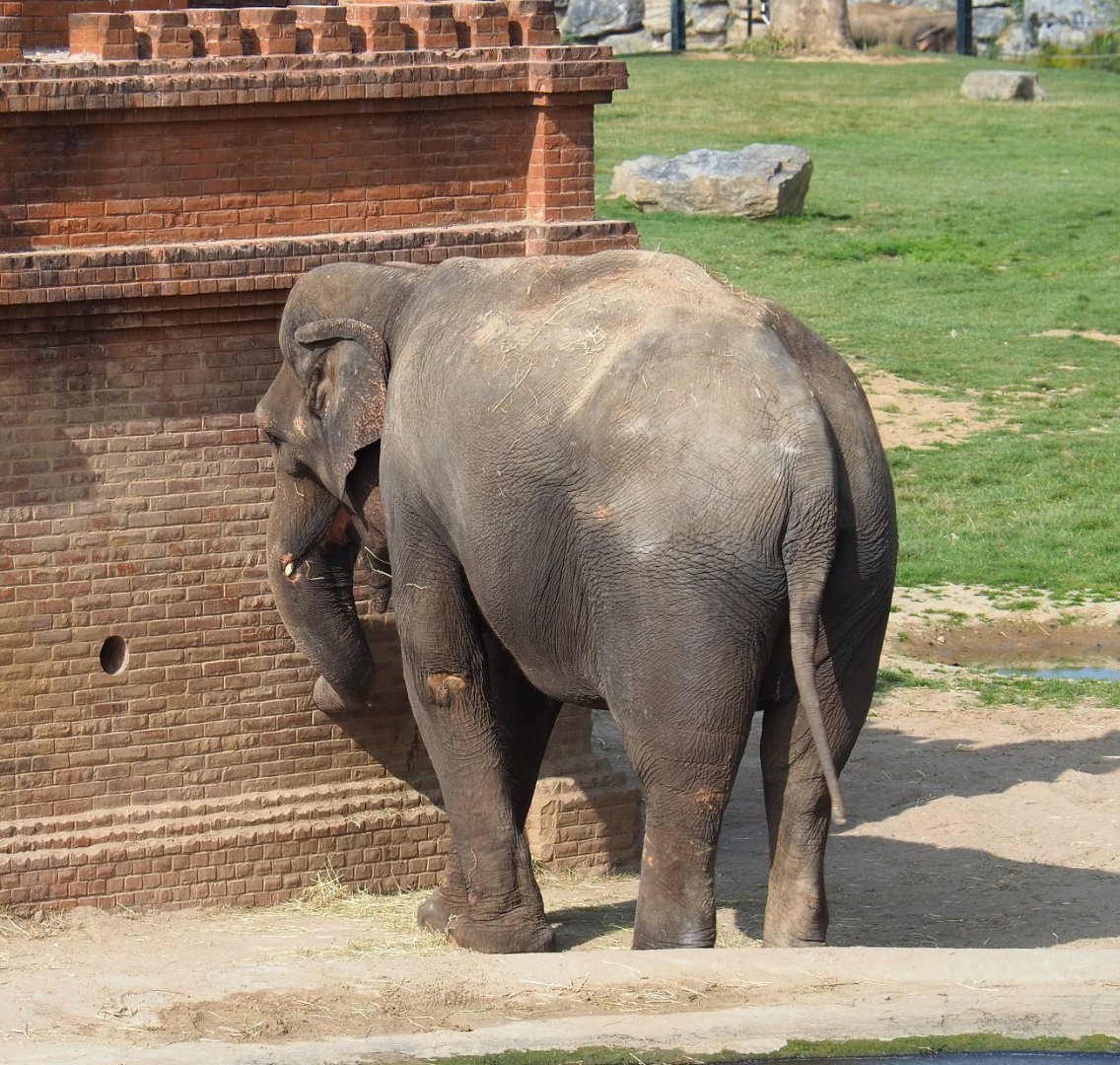 Asian elephant (Elephas maximus), 2021-09-02