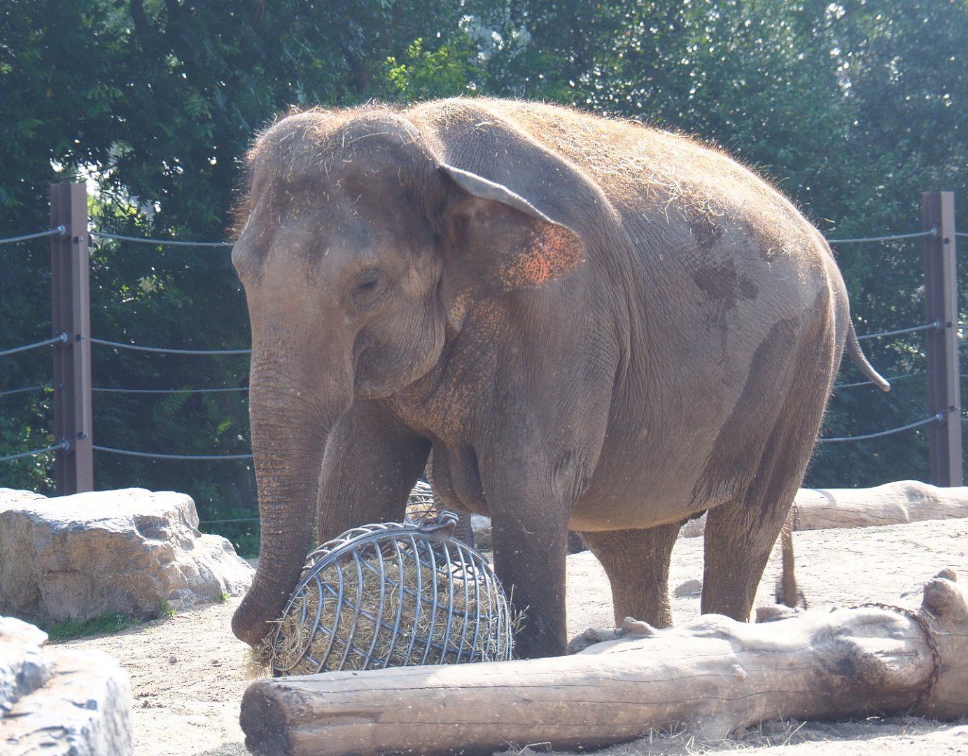 Asian elephant (Elephas maximus), 2021-09-02