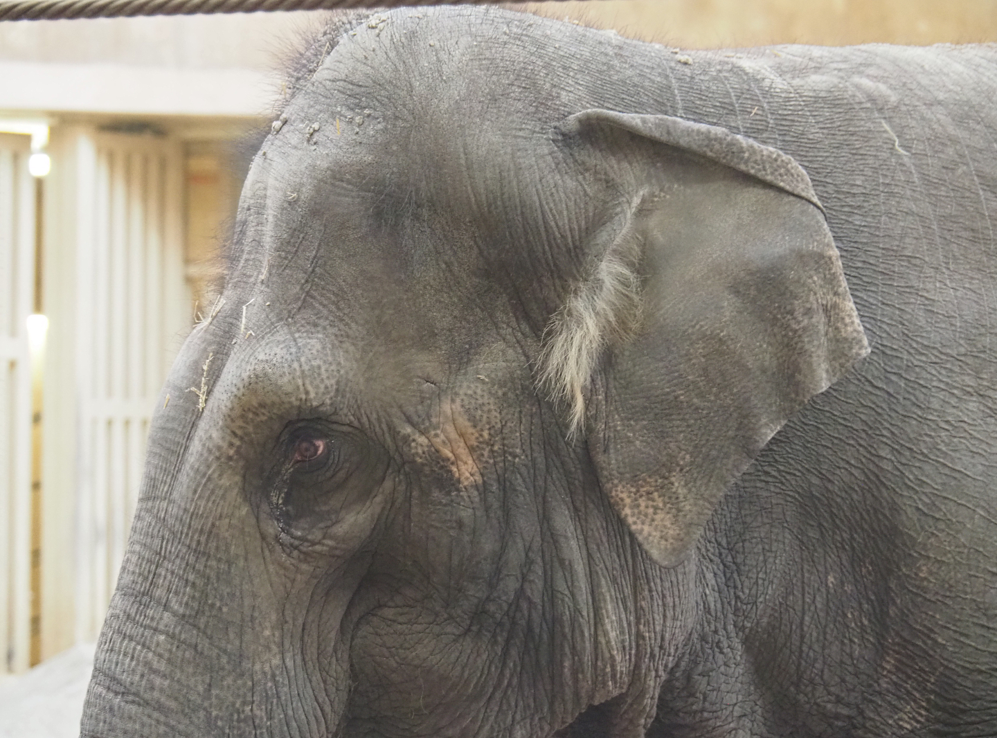 Asian elephant (Elephas maximus), 2022-02-12