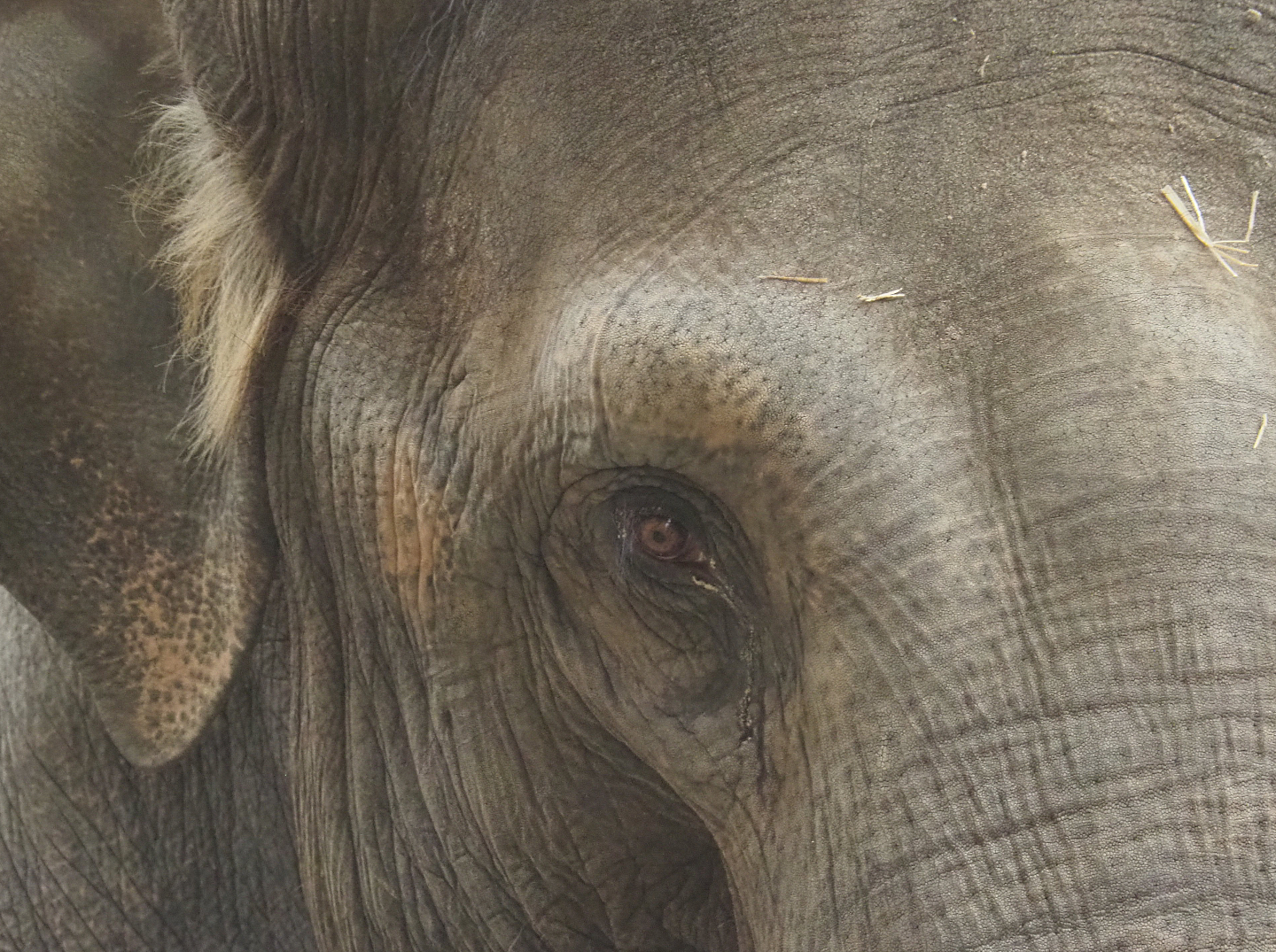 Asian elephant (Elephas maximus), 2022-02-12