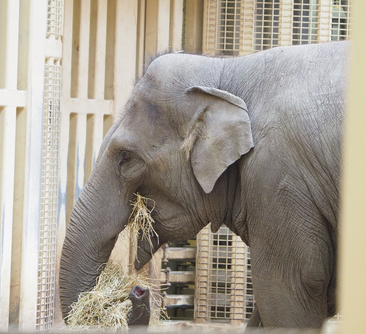 Asian elephant (Elephas maximus), 2022-04-12