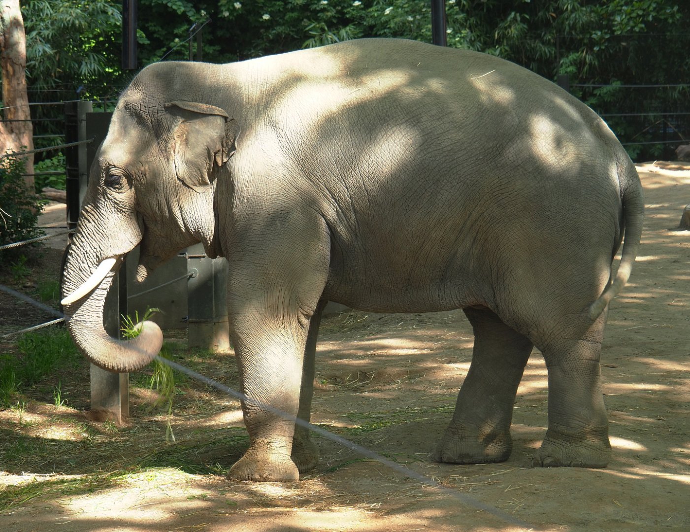 Asian elephant (Elephas maximus), 2022-05-26