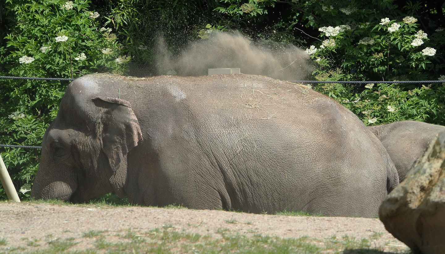 Asian elephant (Elephas maximus), 2022-05-28