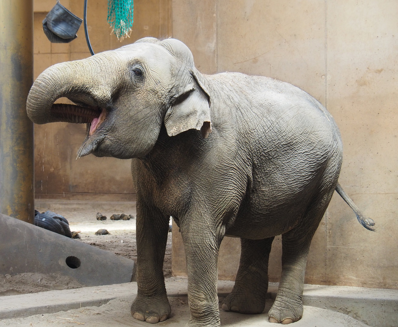 Asian elephant (Elephas maximus), 2022-06-15