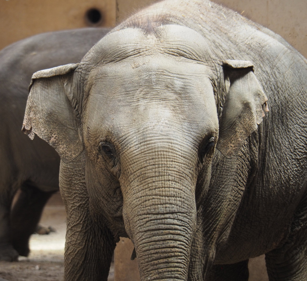 Asian elephant (Elephas maximus), 2022-06-15