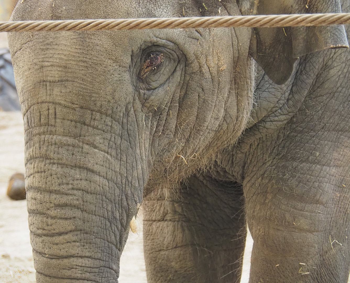 Asian elephant (Elephas maximus), 2022-06-15