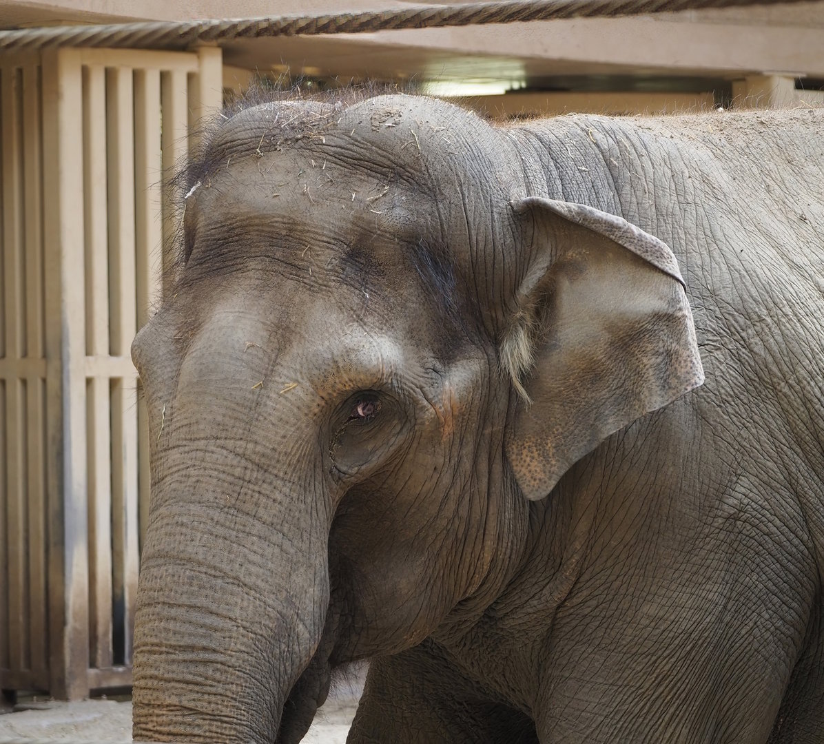 Asian elephant (Elephas maximus), 2022-07-16