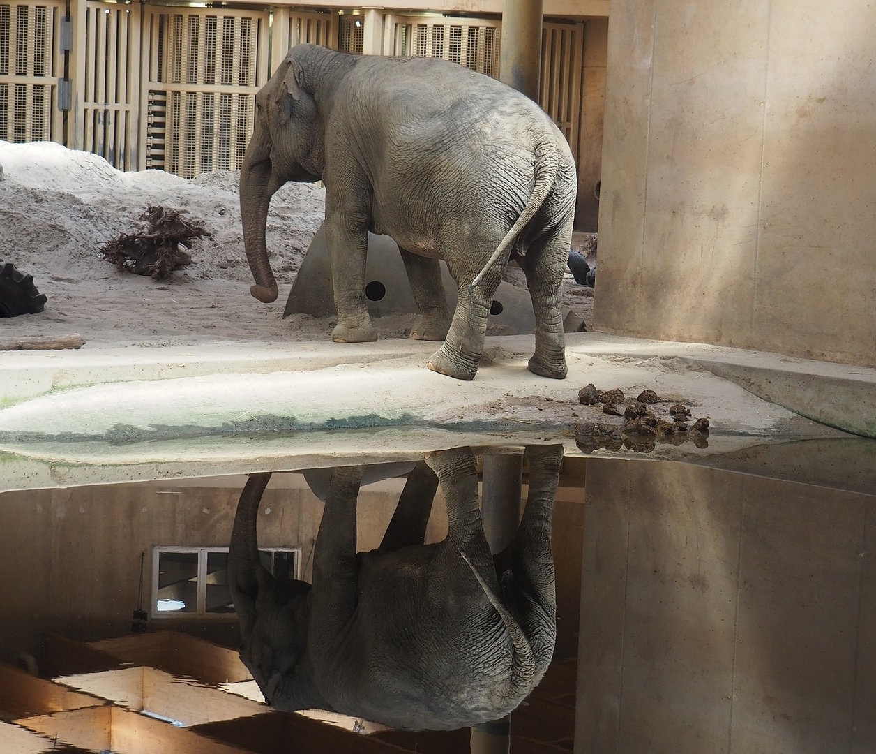 Asian elephant (Elephas maximus), 2022-08-07