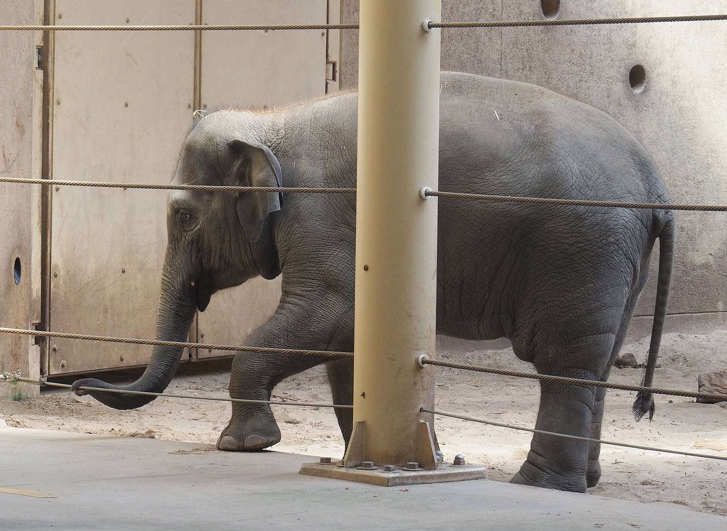 Asian elephant (Elephas maximus), 2022-08-07