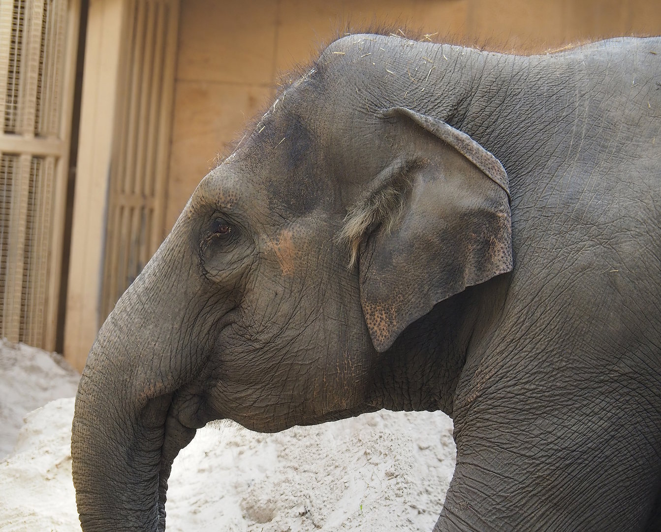 Asian elephant (Elephas maximus), 2022-08-07