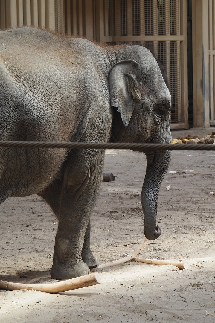 Asian elephant (Elephas maximus), 2022-08-07