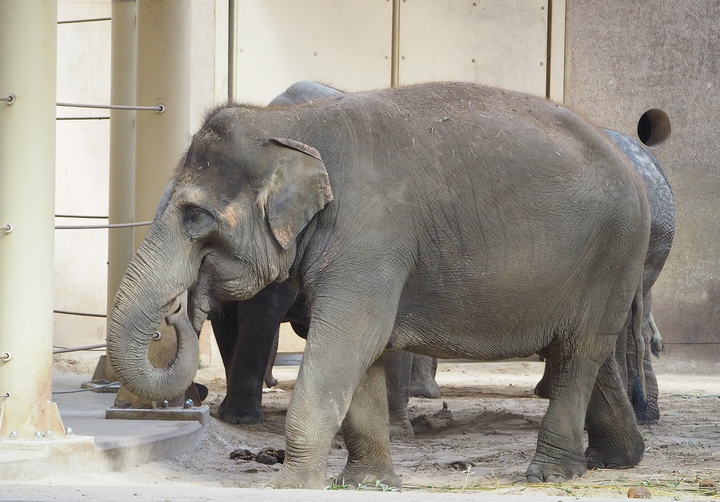 Asian elephant (Elephas maximus), 2022-09-12