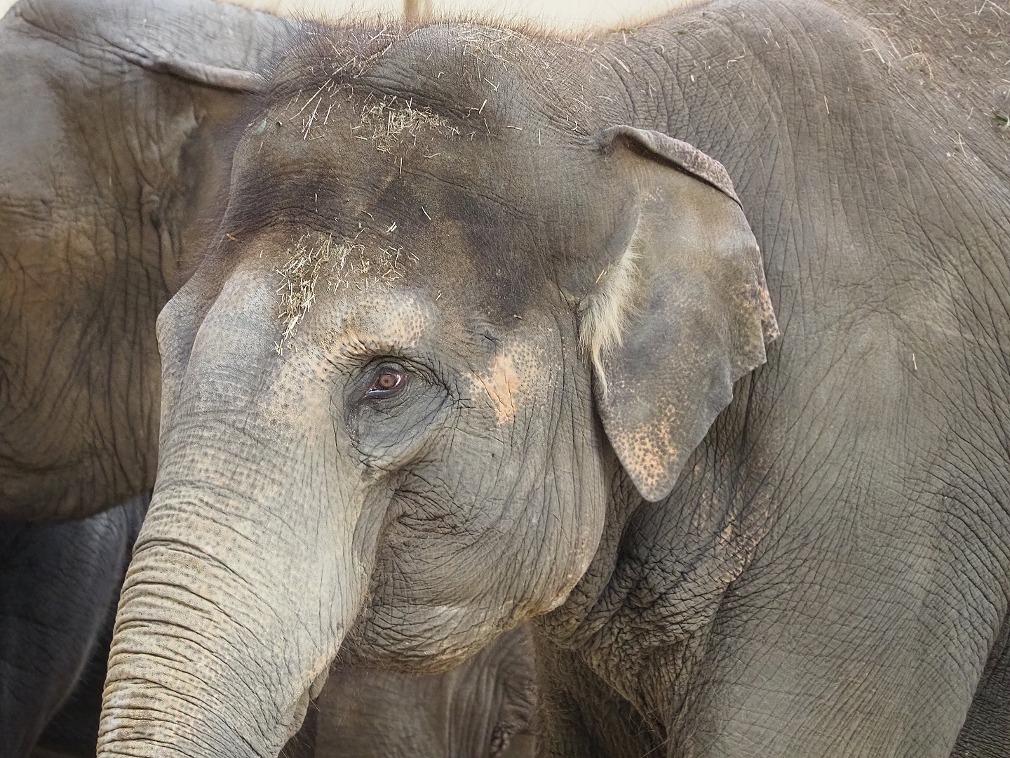 Asian elephant (Elephas maximus), 2022-09-12
