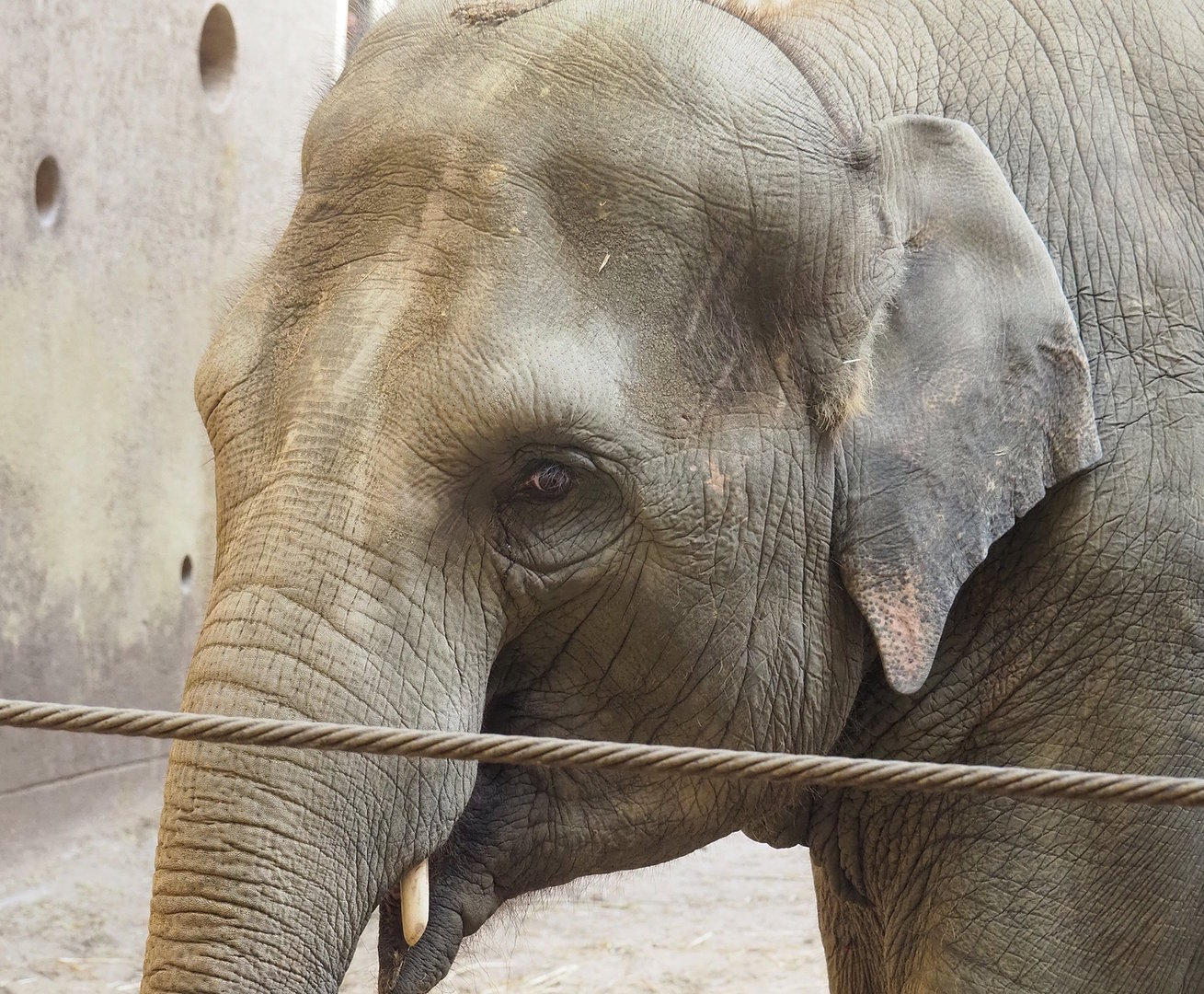 Asian elephant (Elephas maximus), 2022-09-12