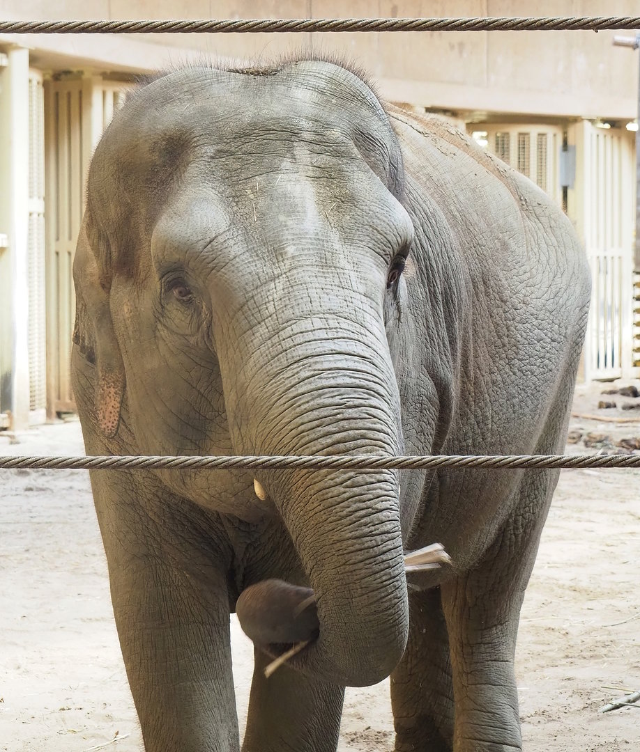 Asian elephant (Elephas maximus), 2022-09-12