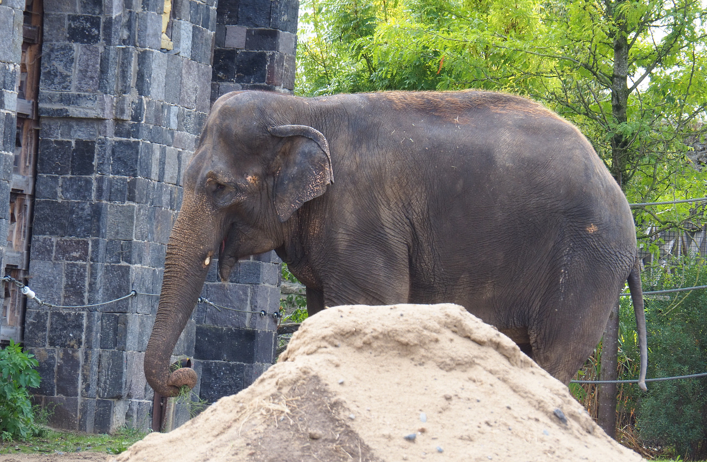 Asian elephant (Elephas maximus), 2022-09-15