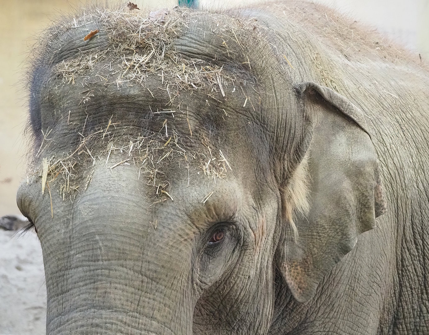 Asian elephant (Elephas maximus), 2022-10-19