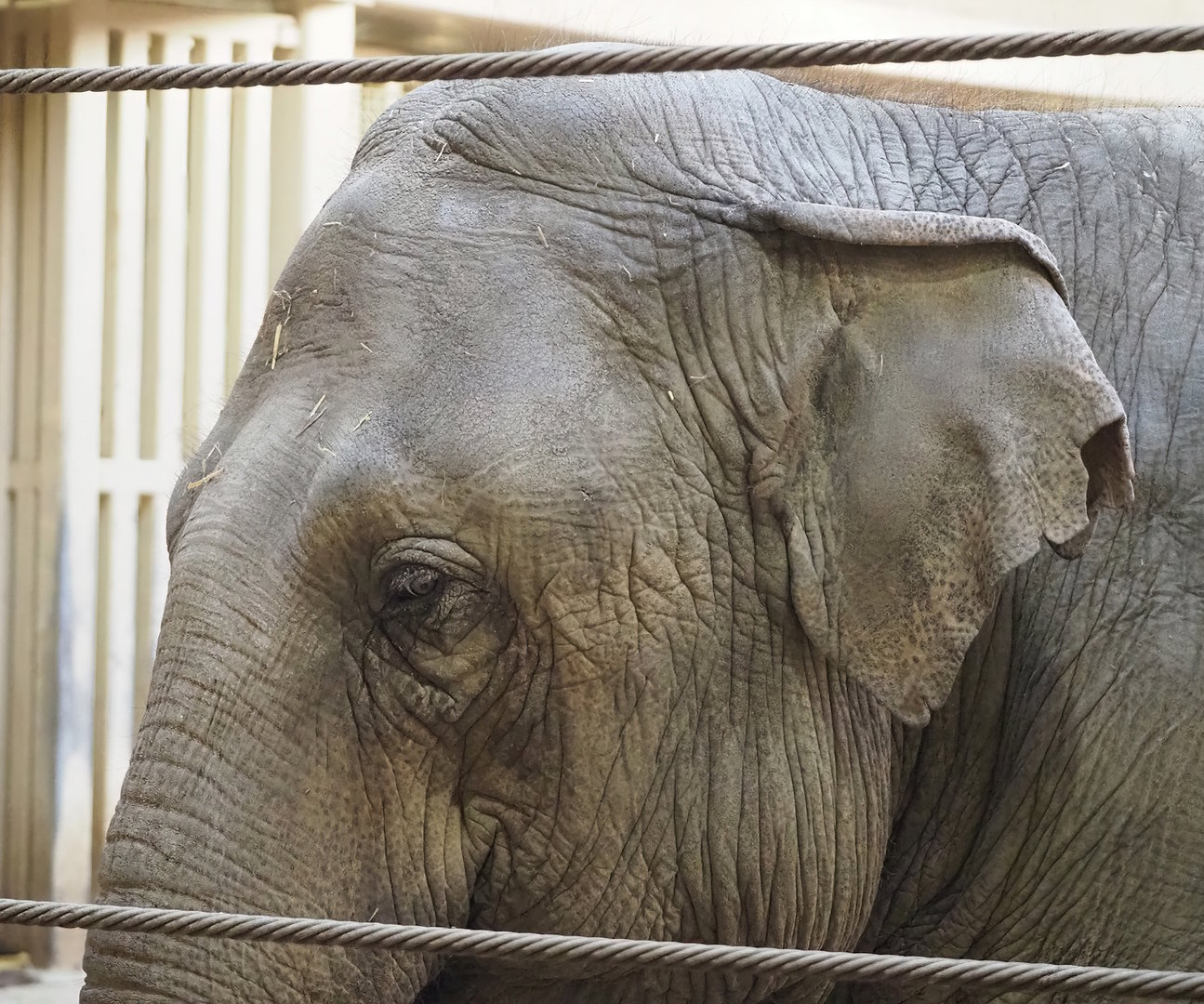 Asian elephant (Elephas maximus), 2022-10-19