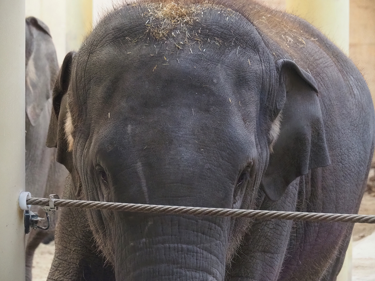 Asian elephant (Elephas maximus), 2022-11-12