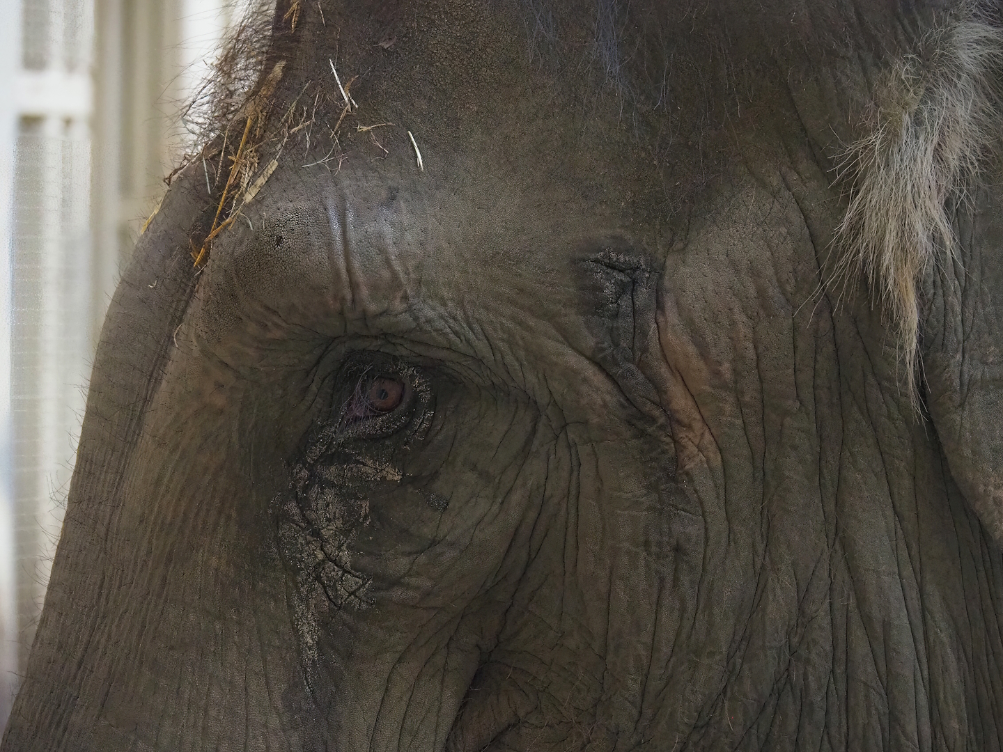 Asian elephant (Elephas maximus), 2022-11-12