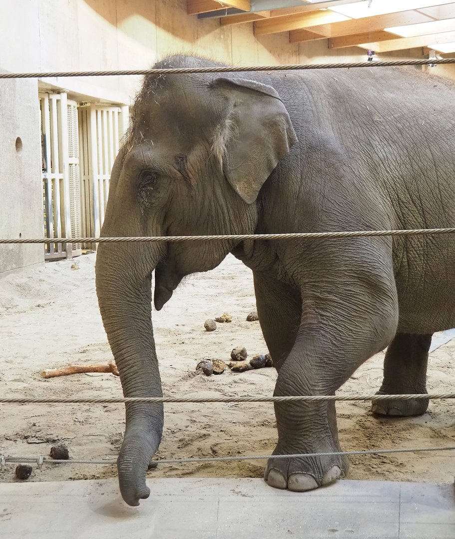 Asian elephant (Elephas maximus), 2022-11-12