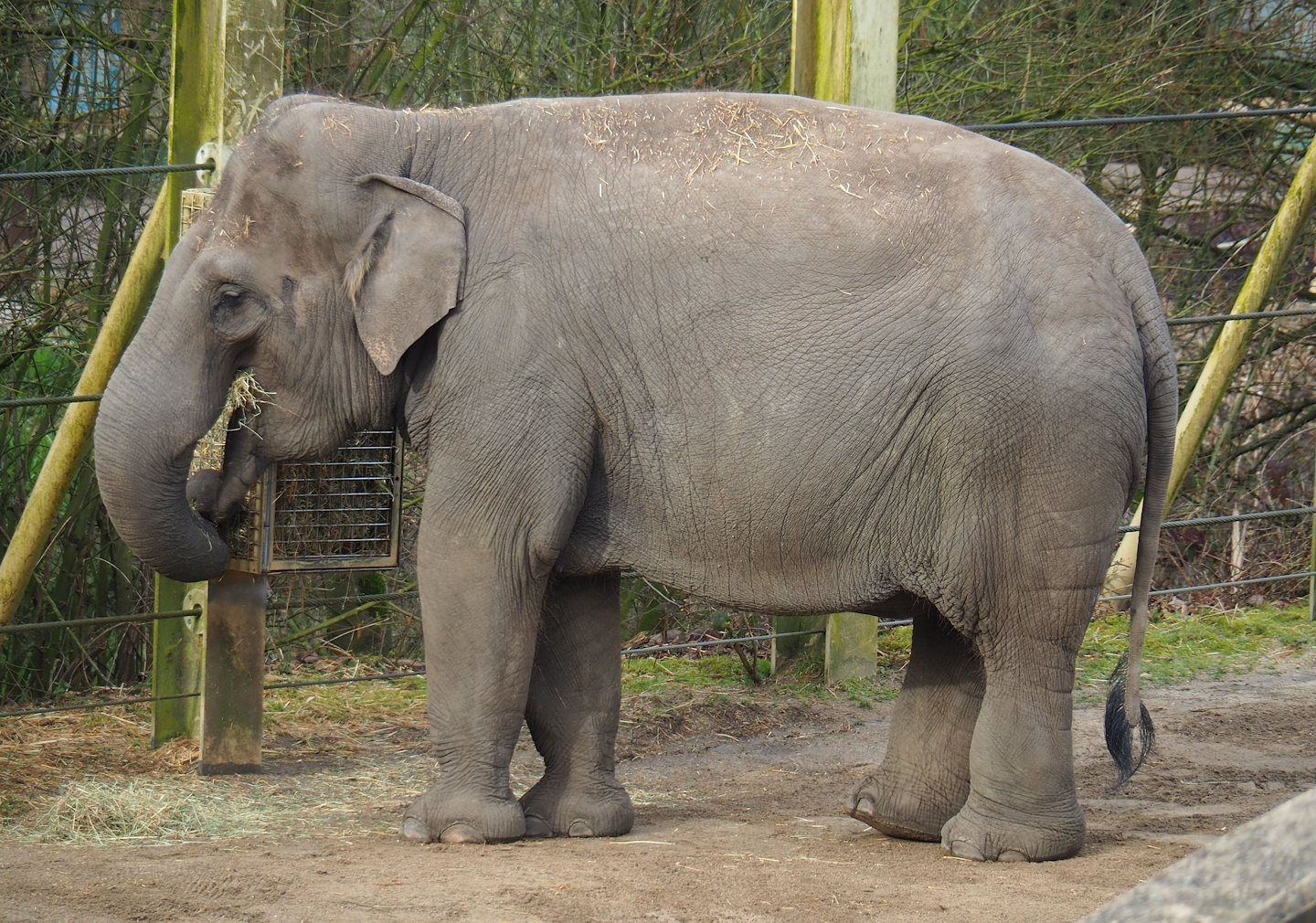 Asian elephant (Elephas maximus), 2023-03-28