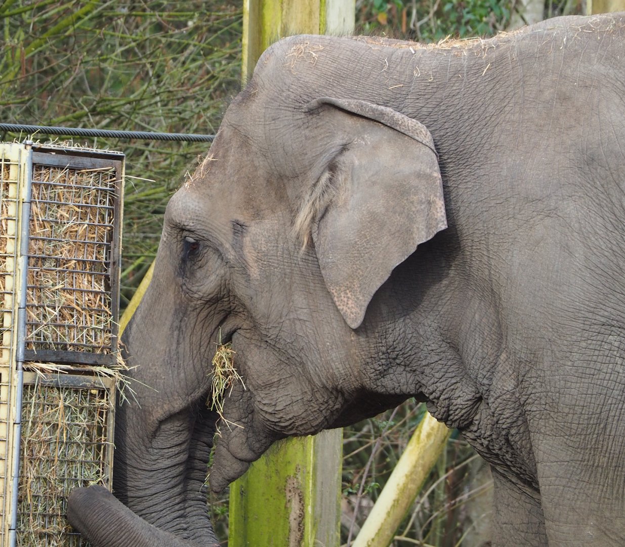 Asian elephant (Elephas maximus), 2023-03-28