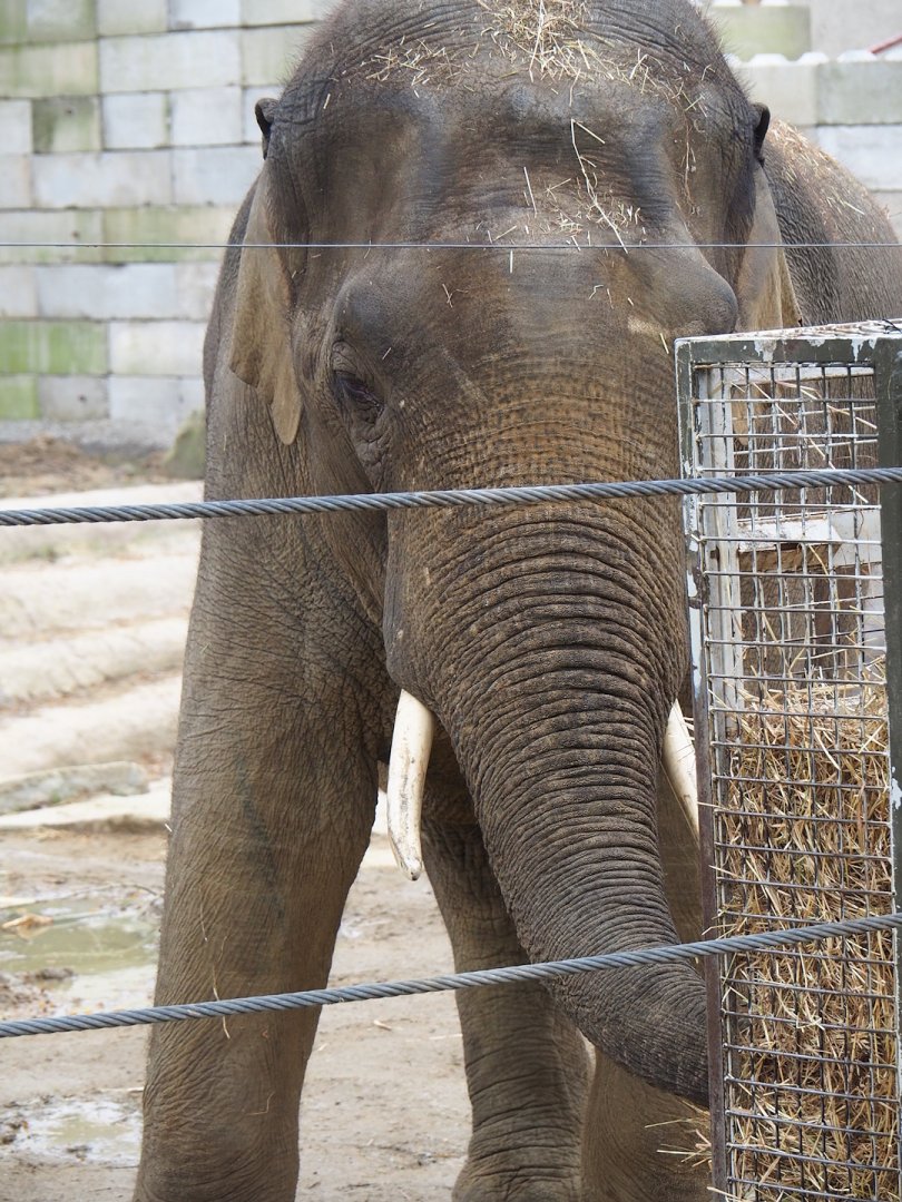 Asian elephant (Elephas maximus), 2023-04-08