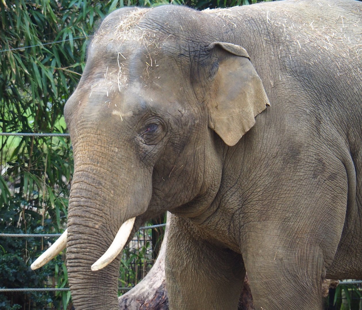 Asian elephant (Elephas maximus), 2023-04-08