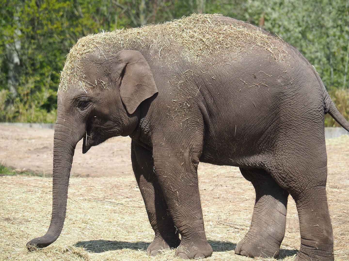 Asian elephant (Elephas maximus), 2023-04-30
