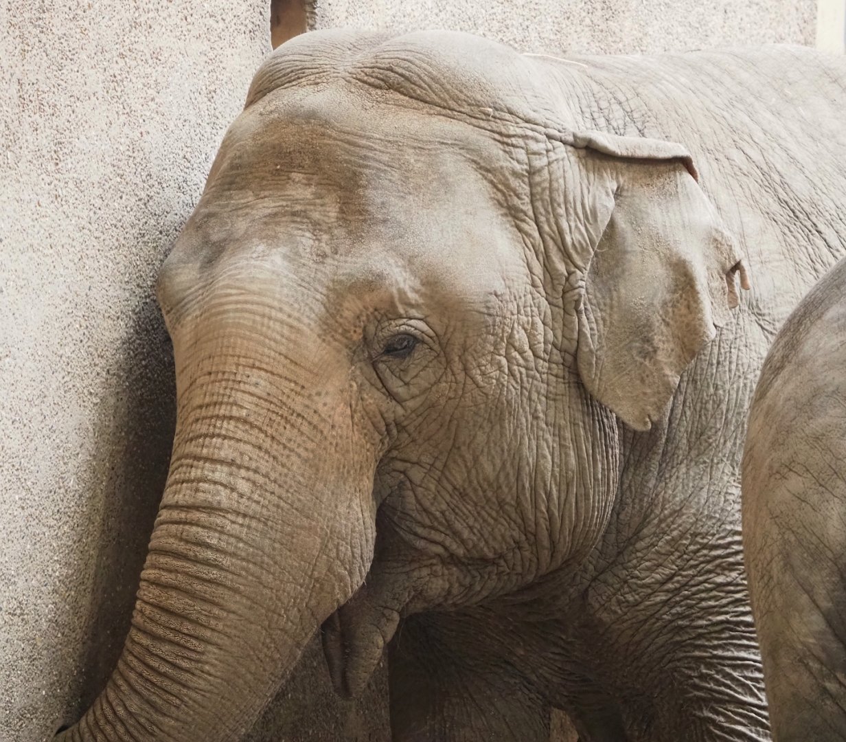 Asian elephant (Elephas maximus), 2023-05-13