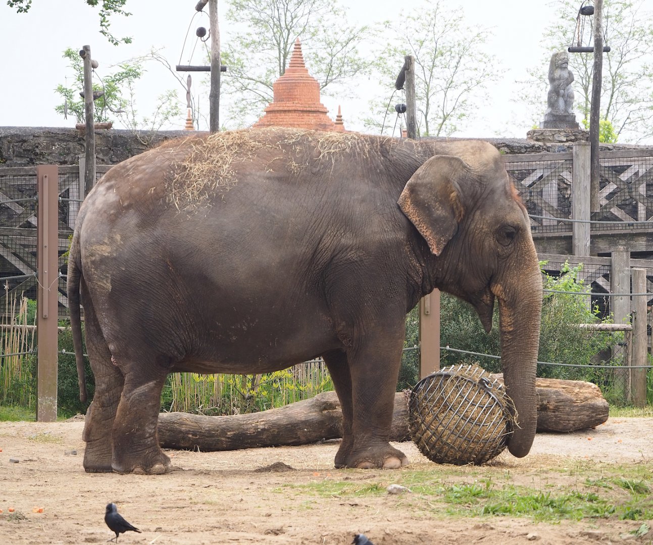 Asian elephant (Elephas maximus), 2023-05-15