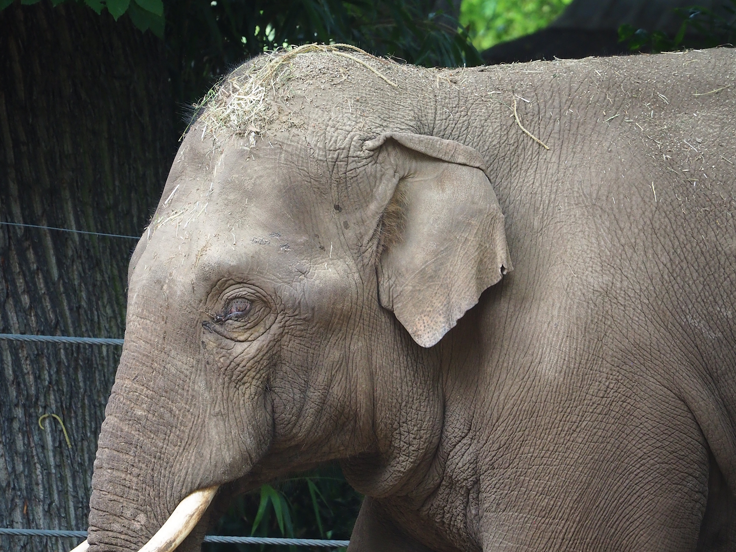Asian elephant (Elephas maximus), 2023-07-02