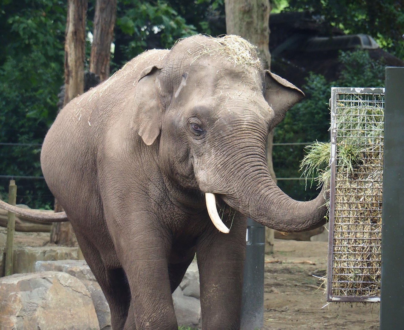 Asian elephant (Elephas maximus), 2023-07-02