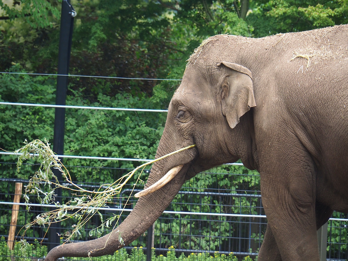 Asian elephant (Elephas maximus), 2023-07-02
