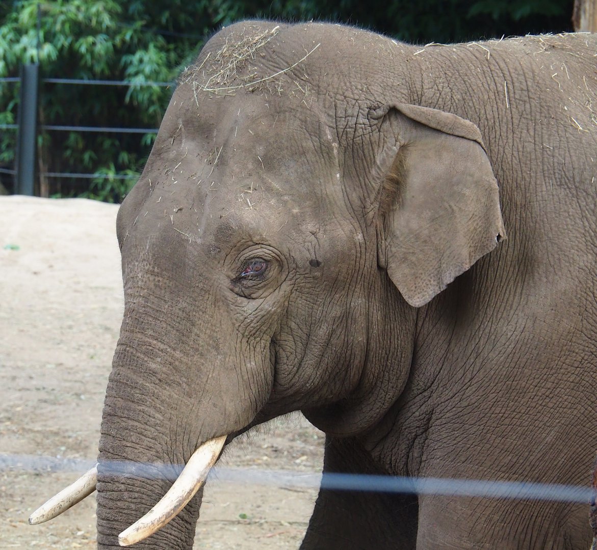 Asian elephant (Elephas maximus), 2023-07-22