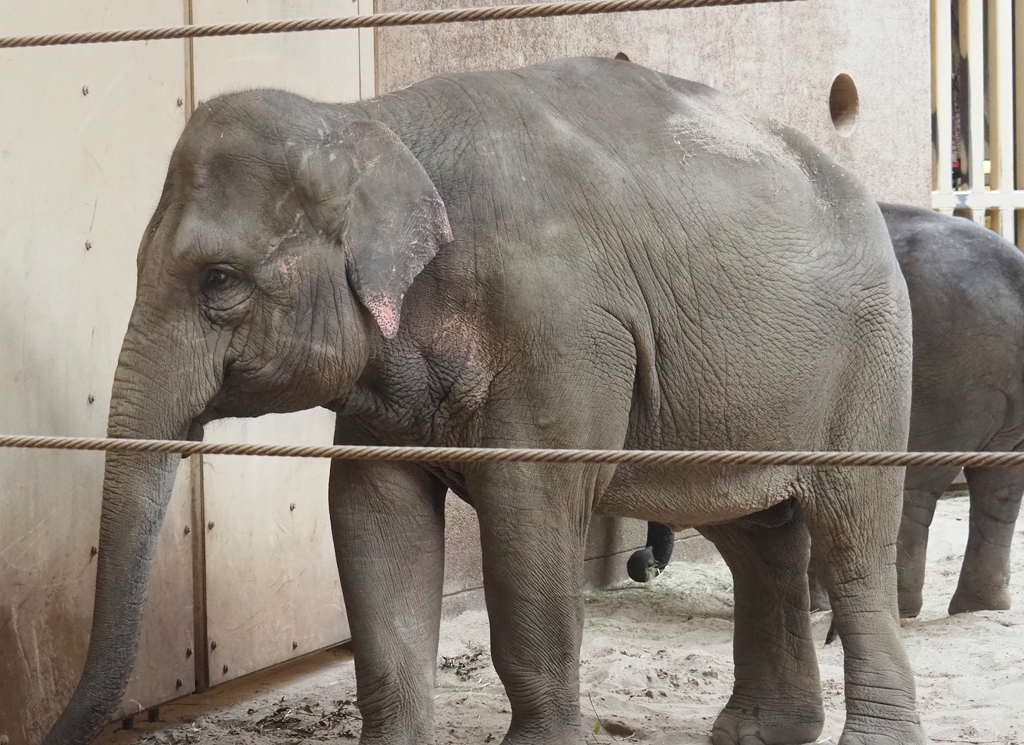 Asian elephant (Elephas maximus), 2023-07-26