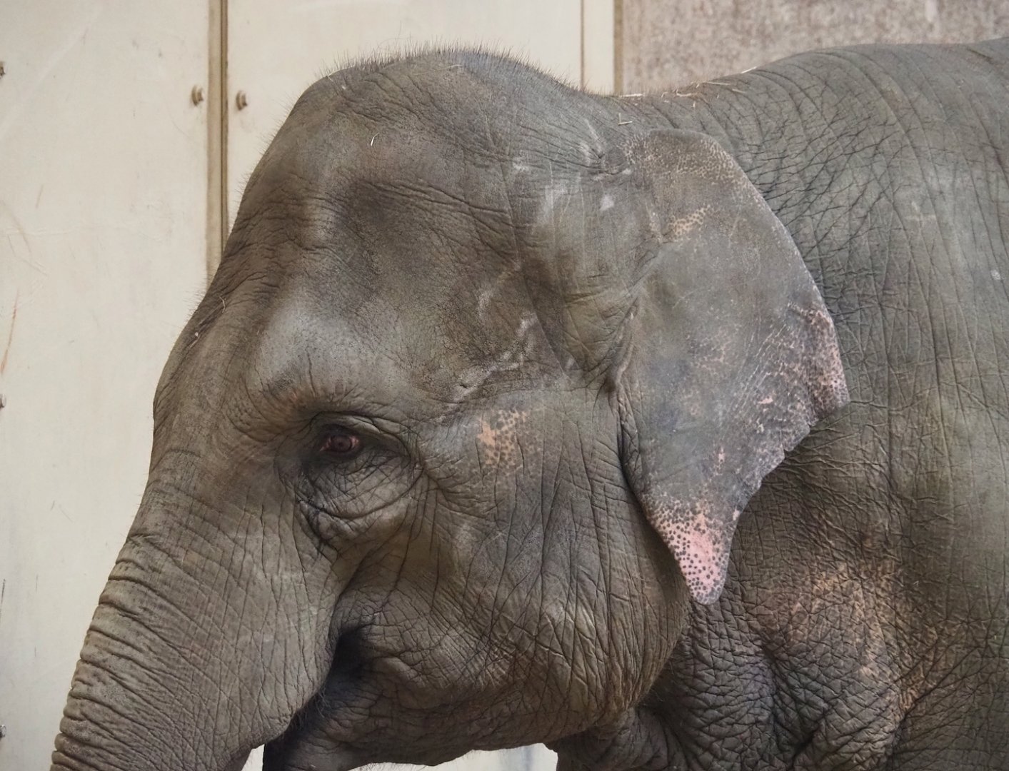 Asian elephant (Elephas maximus), 2023-07-26